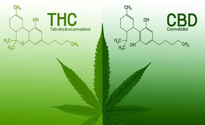 difference between thc and cbd