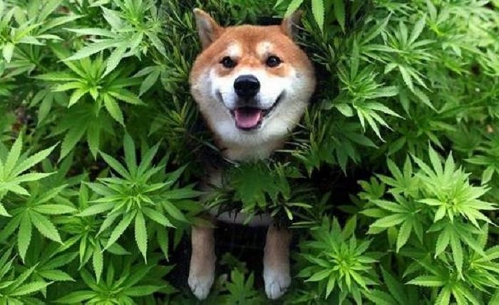 cbd for dogs