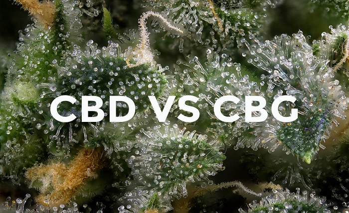 cbg vs cbd
